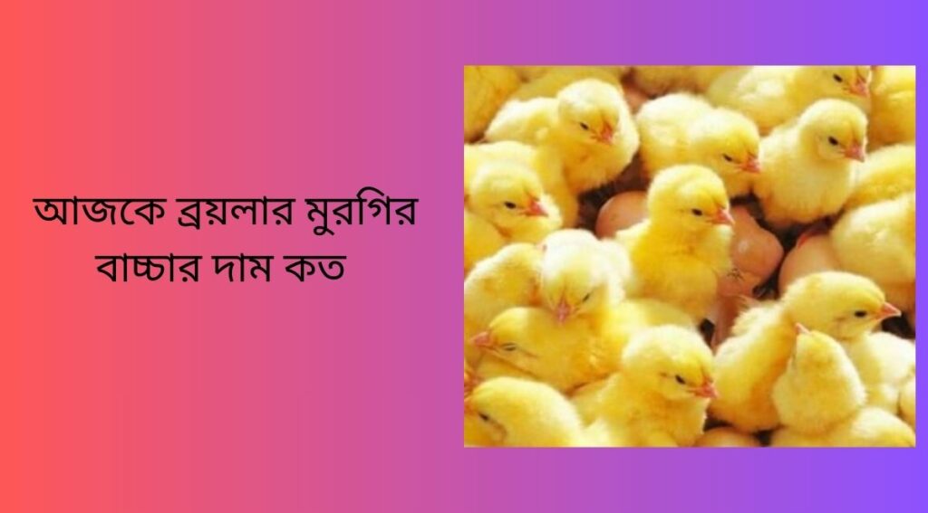 আজকে ব্রয়লার মুরগির বাচ্চার দাম কত  