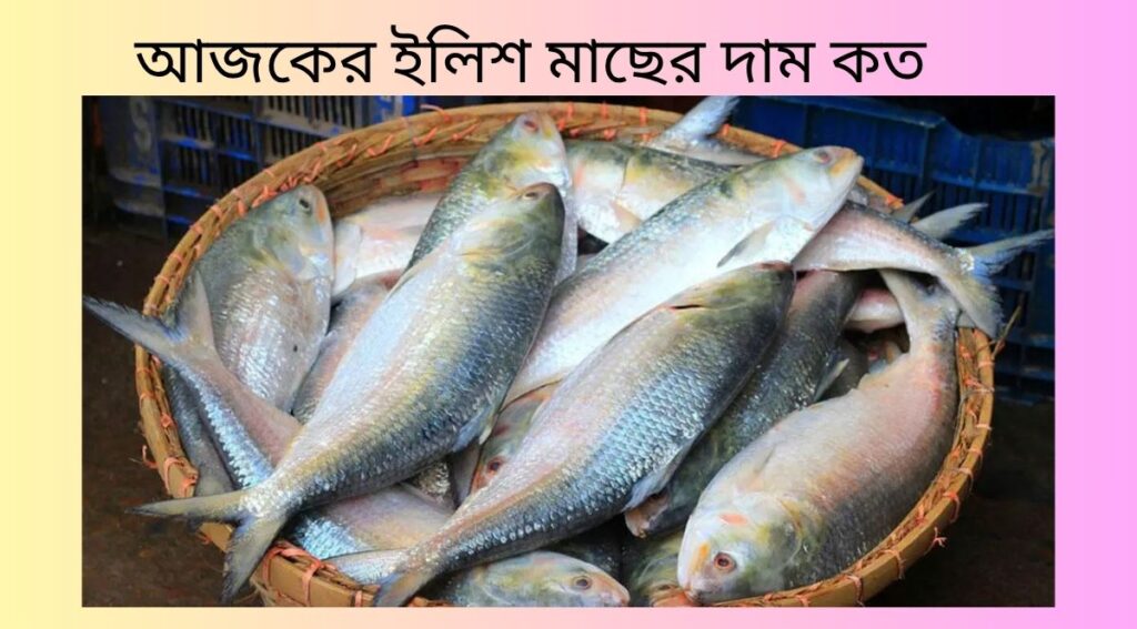 আজকের ইলিশ মাছের দাম কত ২০২৫