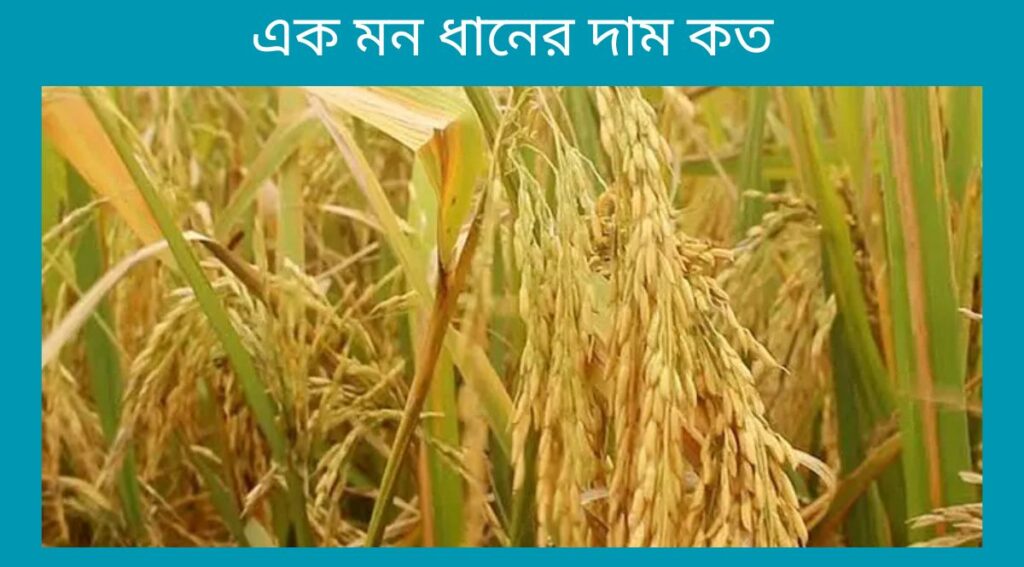 এক মন ধানের দাম কত
