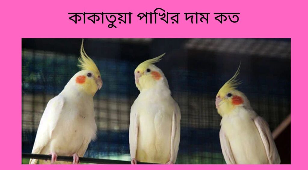কাকাতুয়া পাখির দাম কত