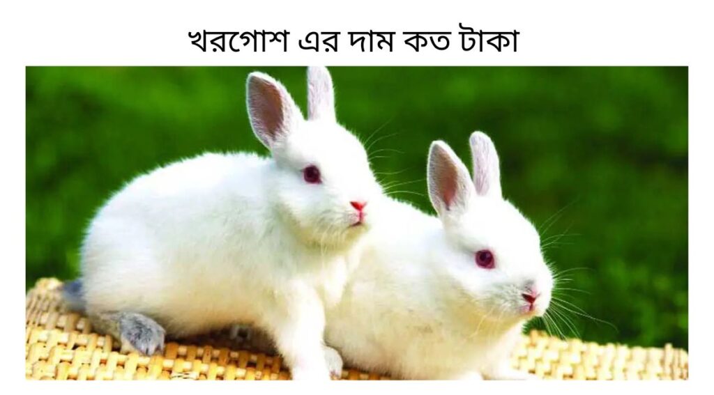 খরগোশ এর দাম কত টাকা