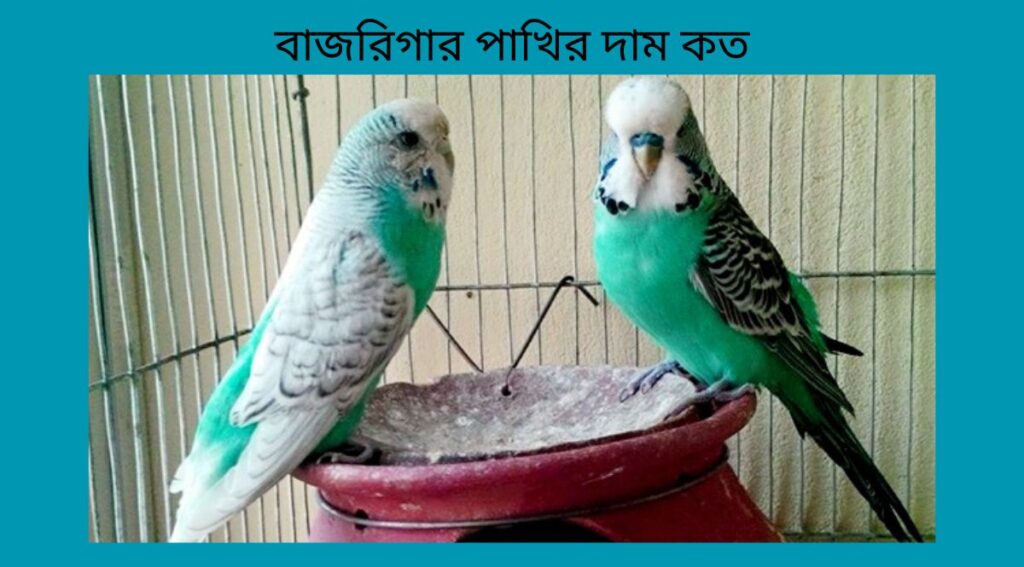 বাজরিগার পাখির দাম কত