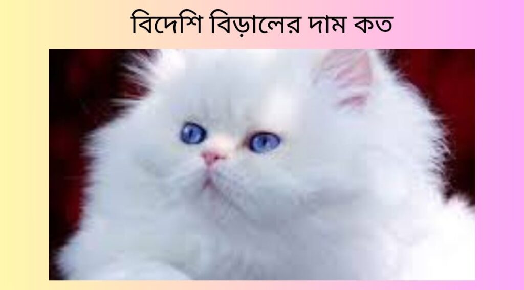 বিদেশি বিড়ালের দাম কত