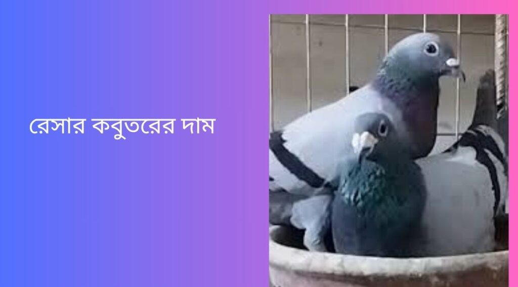 রেসার কবুতরের দাম