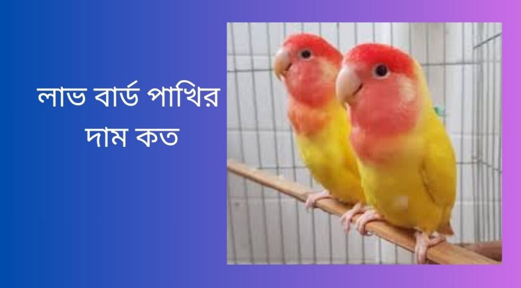 লাভ বার্ড পাখির দাম কত
