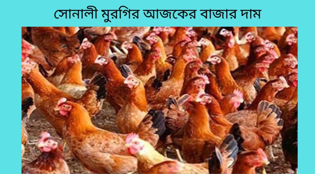 সোনালী মুরগির আজকের বাজার দাম