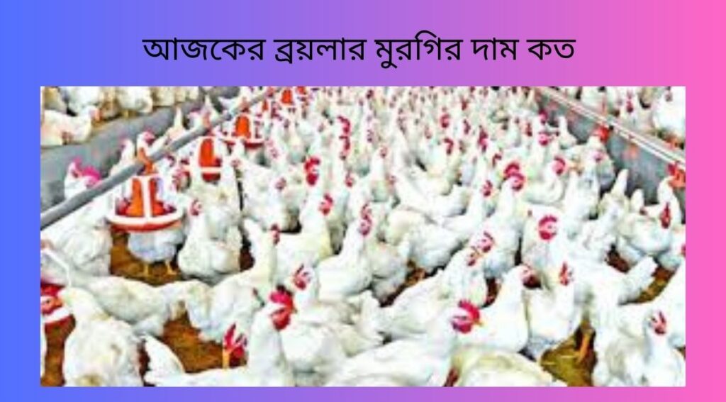 আজকের ব্রয়লার মুরগির দাম কত