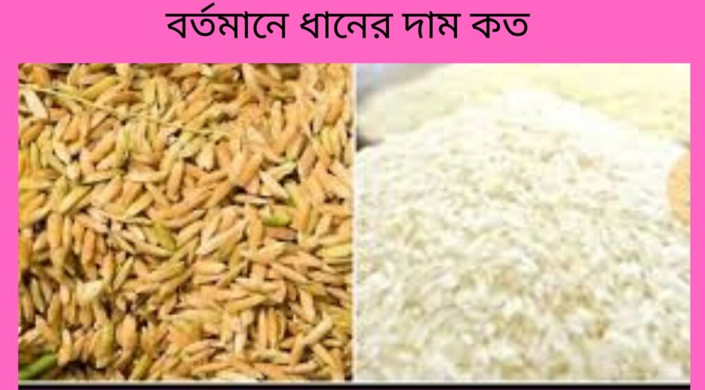 বর্তমানে ধানের দাম কত