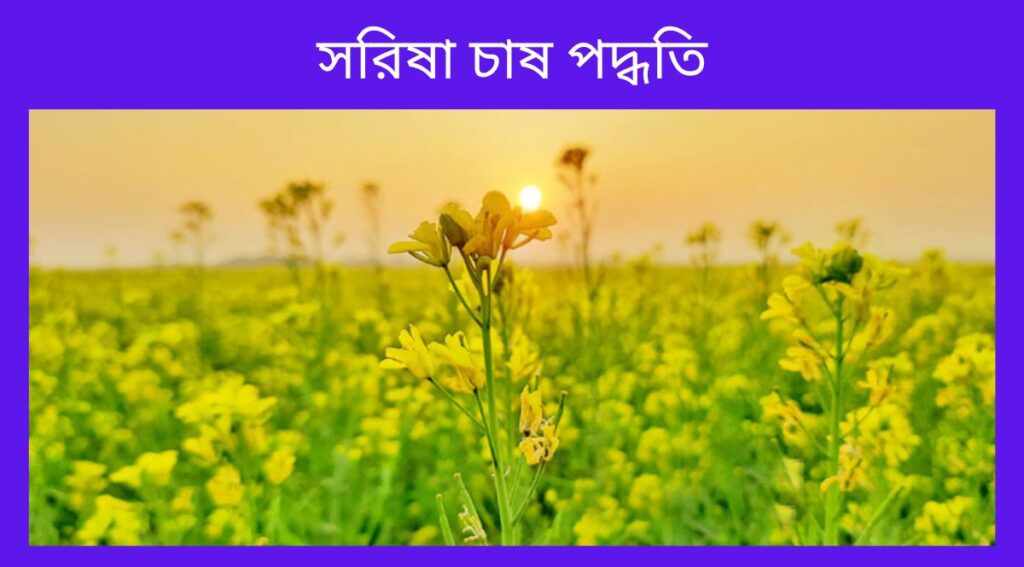 সরিষা চাষ পদ্ধতি